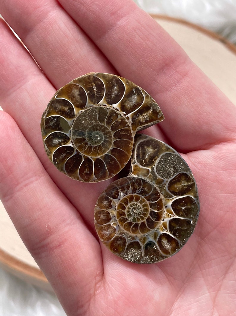 Ammonite Pair