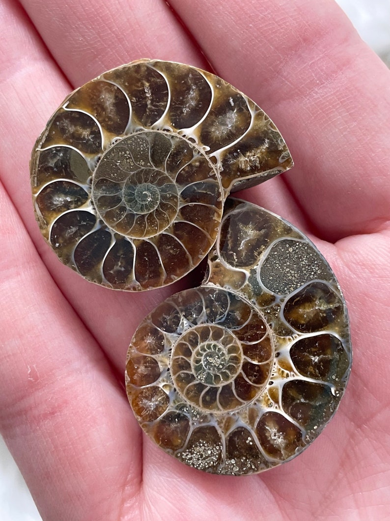 Ammonite Pair