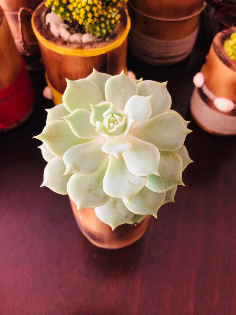 Desk plant Low water plant Easy care plant ROSETTE SUCCULENT Plant in Fired Natural Bamboo Cane Pot Indoor outdoor plant