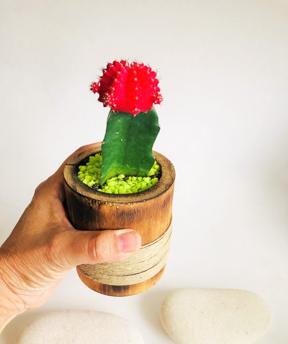 Red Moon Cactus Plant Grafted Natural Red Moon Cactus Plant Grafted