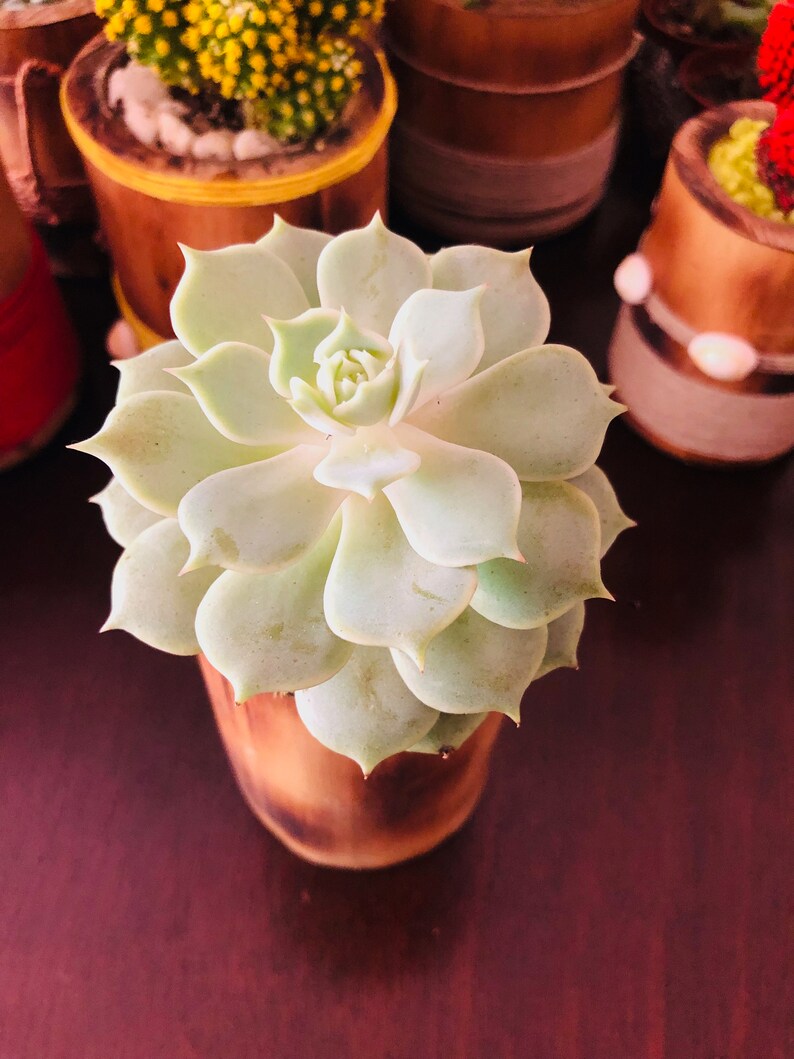 Desk plant Low water plant Easy care plant ROSETTE SUCCULENT Plant in Fired Natural Bamboo Cane Pot Indoor outdoor plant