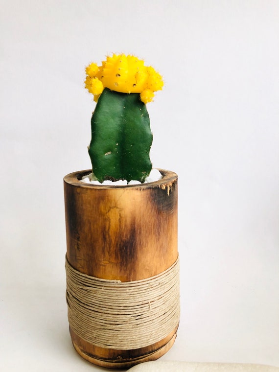 Yellow Moon Cactus Plant Grafted Cactus Plant Fired Bamboo Etsy