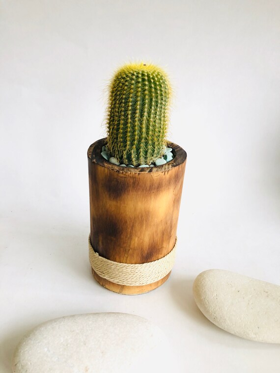 Office desk plant Succulents and Cactus Plants Indoor Outdoor Plant