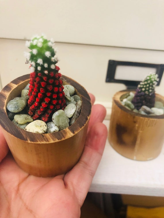 Mini Potted Cacti Plant Bamboo Planter Desk Plant Cacti Etsy