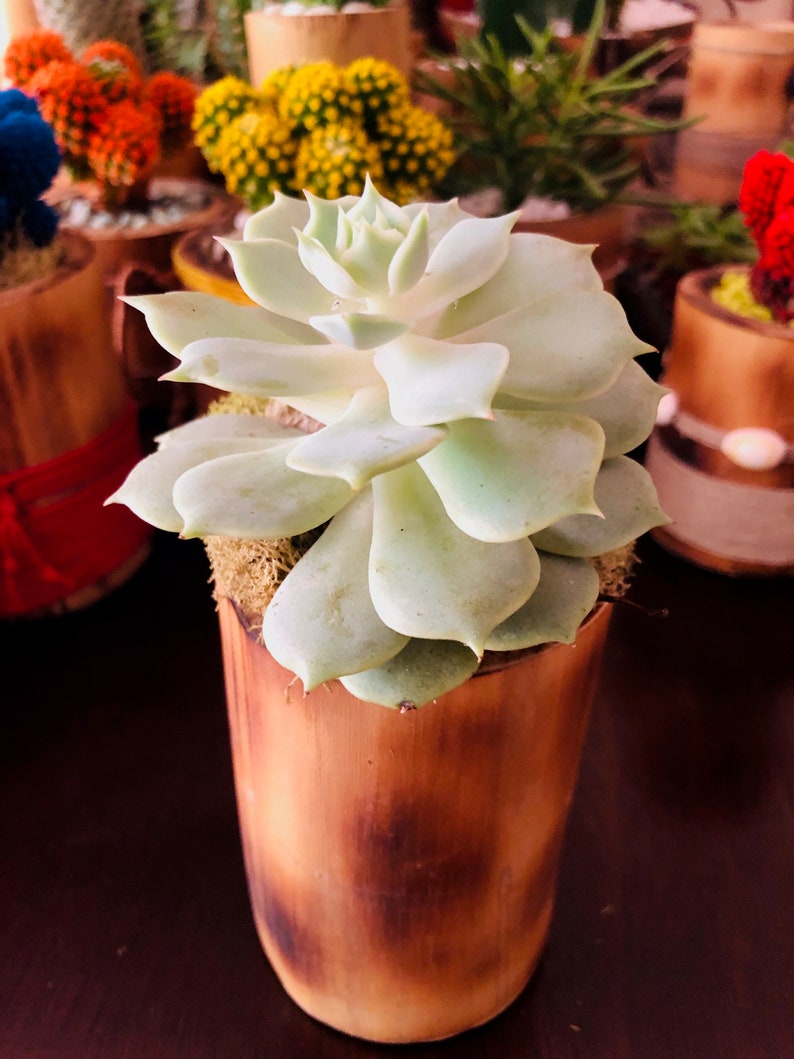Desk plant Low water plant Easy care plant ROSETTE SUCCULENT Plant in Fired Natural Bamboo Cane Pot Indoor outdoor plant