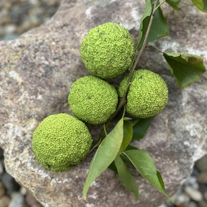 Box of 9 -Osage Orange, Bois d’Arc, Hedge Apple, Maclura Pomifera Fruits
