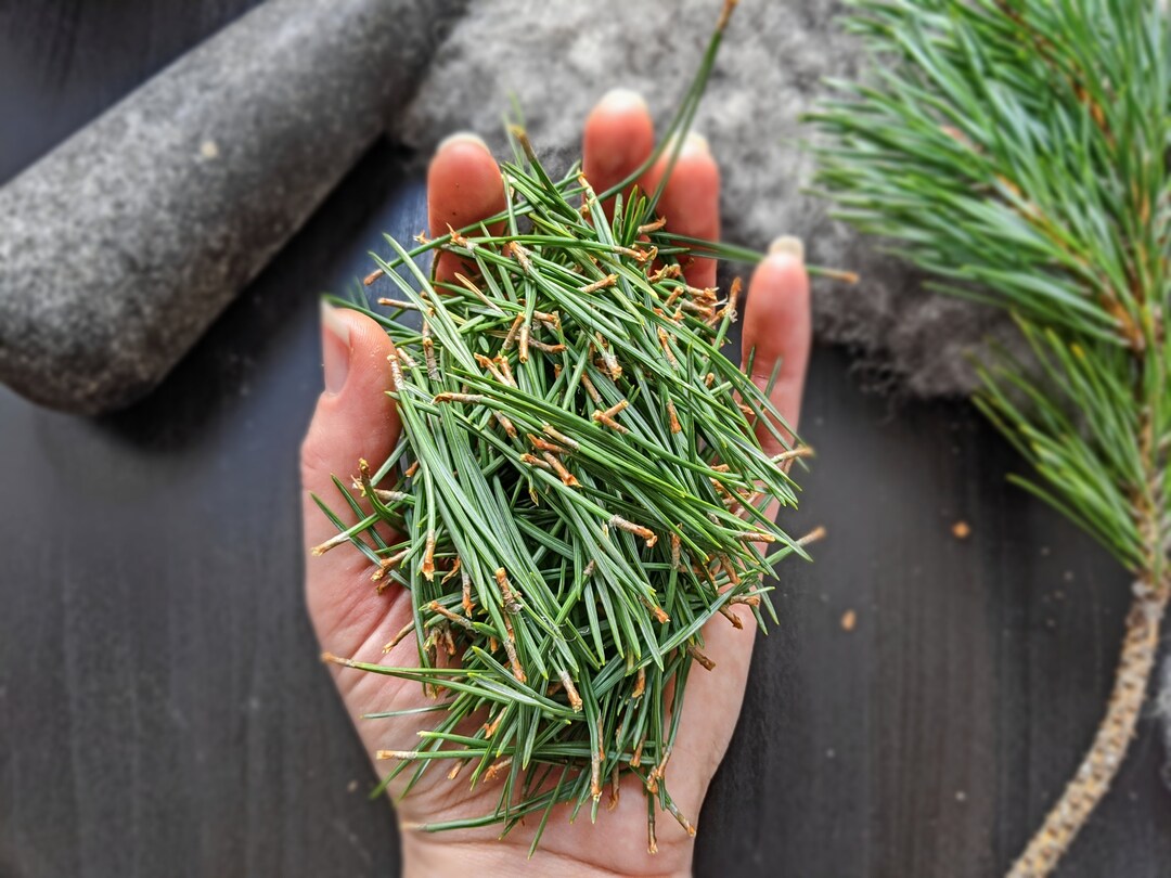 Pine Needle Tea, Fresh Scots Pine Needle Herbal Tea, Wildcrafted in