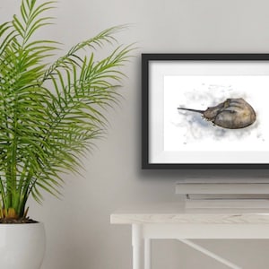 Horseshoe Crab Art Print