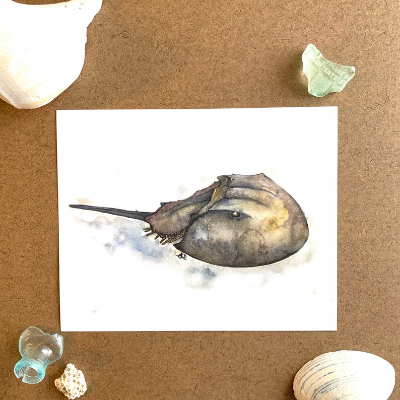 Horseshoe Crab Art Print Etsy
