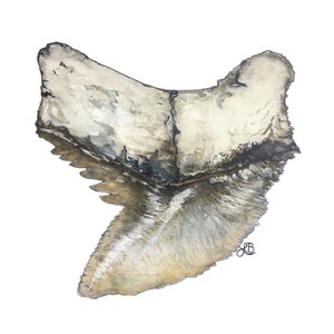 Tiger Shark Tooth - Galeocerdo Cuvier - Tiger Custard