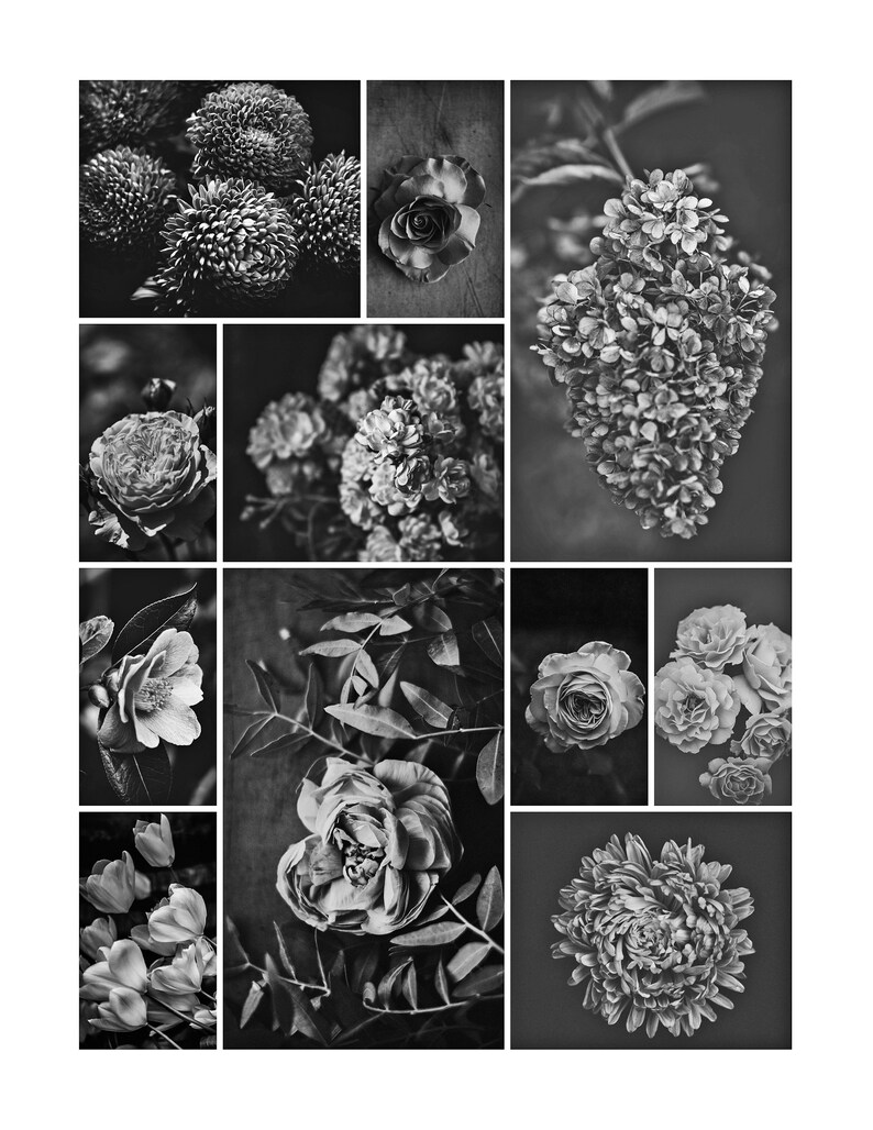 Collage Print Minimal Photo Poster Earthy Hydrangea Natural Flower Collage Home Decor Digital Download Photography Modern Wall Print