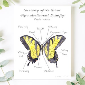 Anatomy of Butterfly Poster & Handwriting Kit