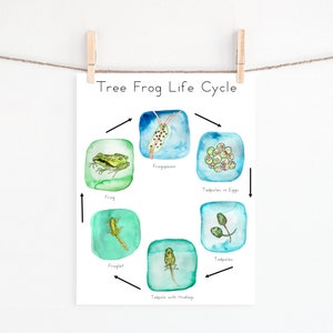 Ciclo di vita della rana / Montessori Homeschool Charlotte Mason Nature Study stampabile