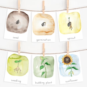 Ciclo de vida del girasol / Estudio de la naturaleza imprimible