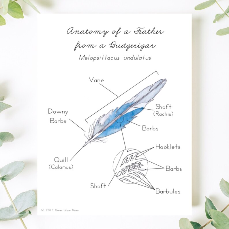 Anatomy Of A Feather