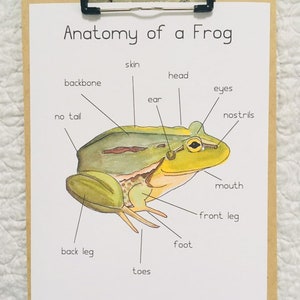 Frog Anatomy Poster - Etsy