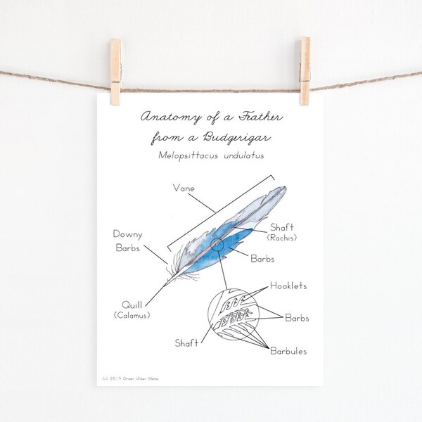 Anatomy of a Feather | Printable