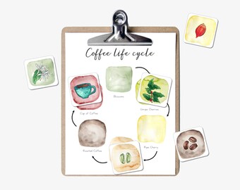 Coffee Plant Life Cycle, Homeschool Montessori Printables