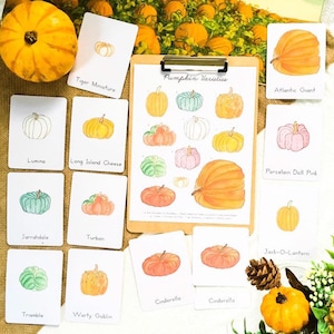 Varietà di zucca Montessori Schede in 3 parti Schede didattiche per la scuola domestica Schede didattiche per Halloween e Ringraziamento Stampabili