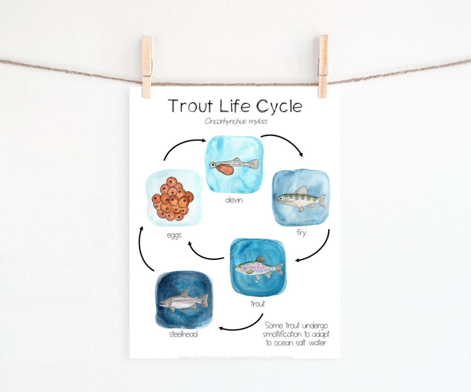 Rainbow Trout Life Cycle Printable Etsy