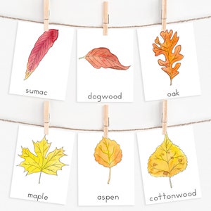 Autumn Leaves Watercolor Homeschool Montessori Nature Study Science Printables