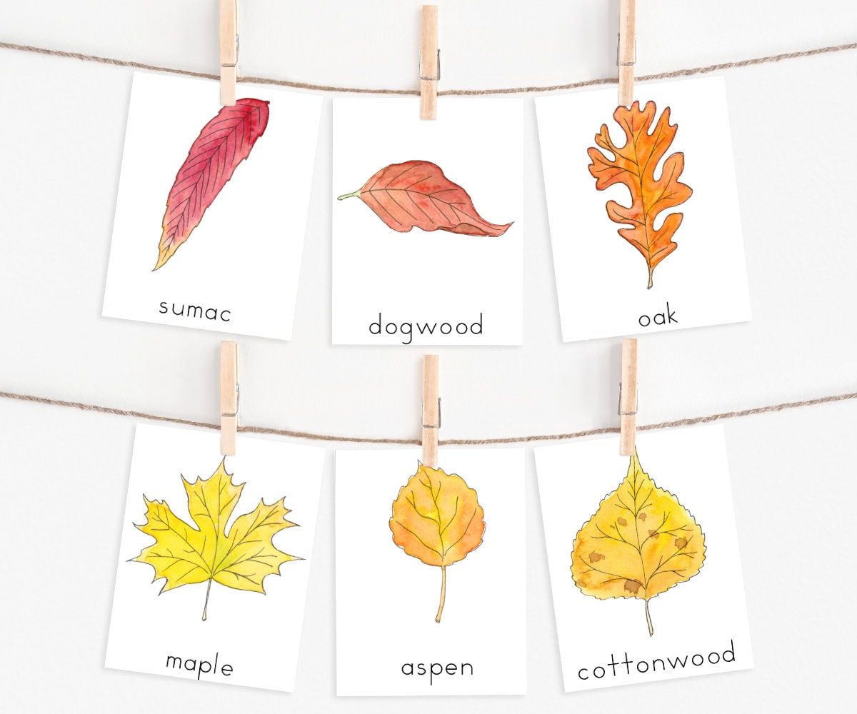 Free Homeschool Nature Printables