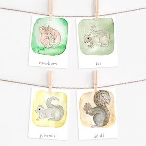 Peut inclure: Quatre illustrations à l'aquarelle d'un écureuil à différents stades de sa vie. Les illustrations sont sur des cartes blanches avec les mots "nouveau-né", "kit", "juvénile" et "adulte" écrits sous chaque image.
