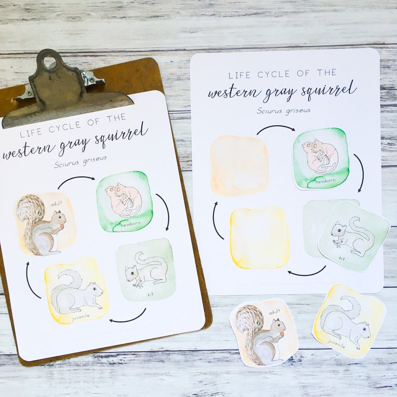 Download Squirrel Life Cycle NEW 2020 | Etsy