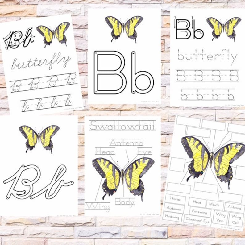 Anatomy of Butterfly Poster & Handwriting Kit - Etsy Canada