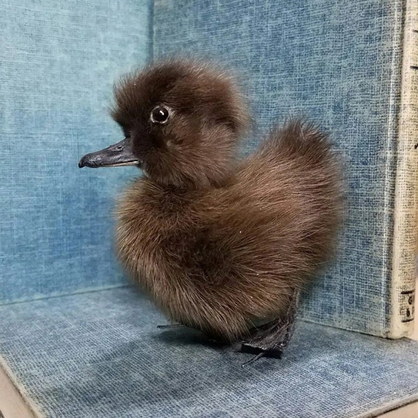 Taxidermy brown duckling, oddities curiosities, duck taxidermy