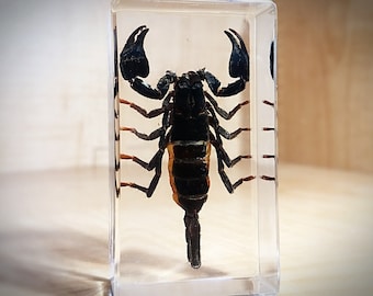 Scorpion Insect Specimens In Lucite Ice Paperweight Acrylic Crafts 