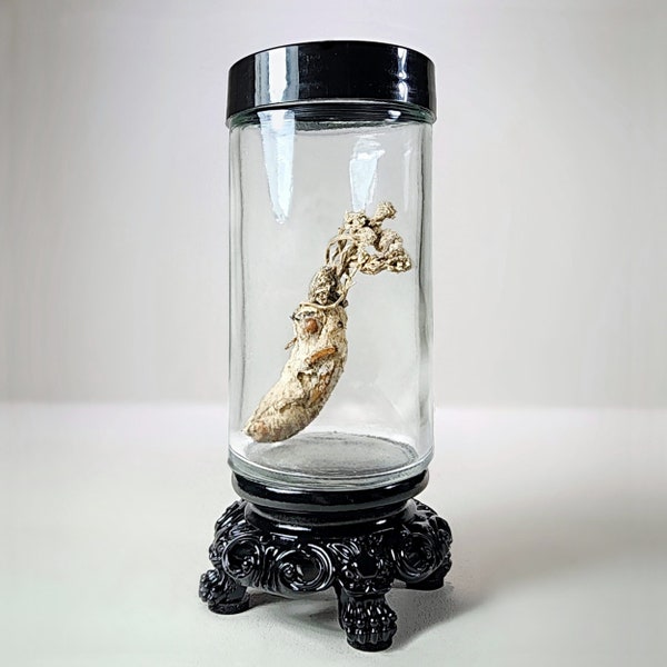 Zombie Fungus in Jar, Cordyceps Fungus, Curio Jar, Oddities Decor