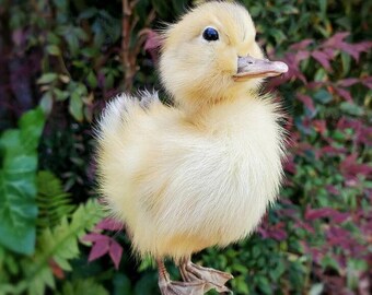 Taxidermy yellow duckling, oddities curiosities