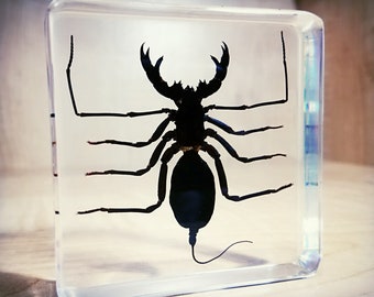 Whip scorpion in resin, insect in resin, oddities curiosities