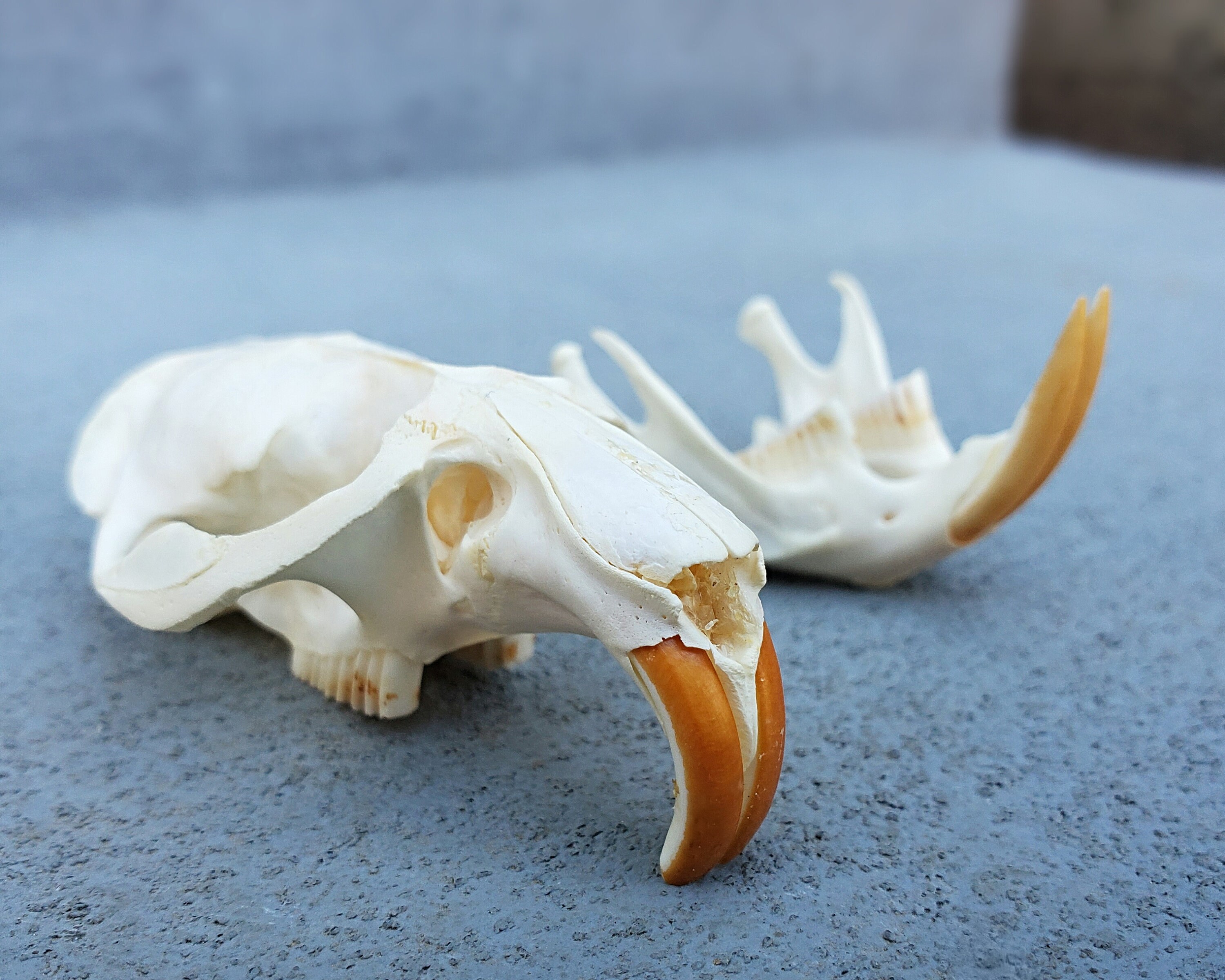Northern Pocket Gopher Skull
