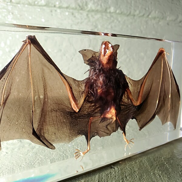 Large real bat in resin, preserved bat, specimens in resin, oddities curiosities