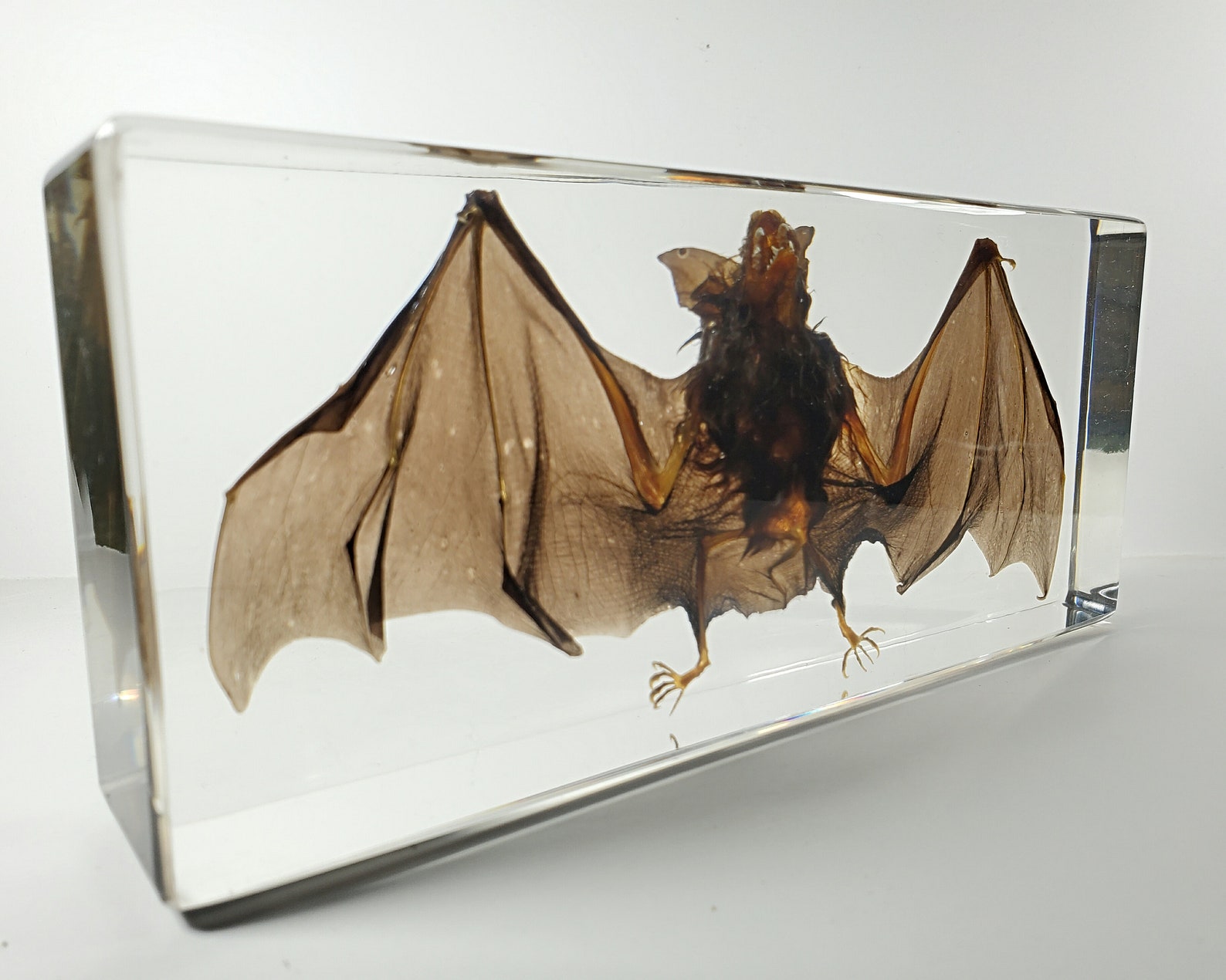 LARGE real Bat in Resin Preserved Bat Specimens in Resin Etsy