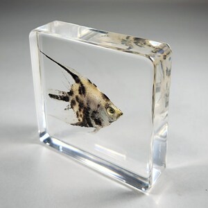 Real fish in resin, oddities, angelfish in resin, aquatic decor, Pterophyllum scalare image 3