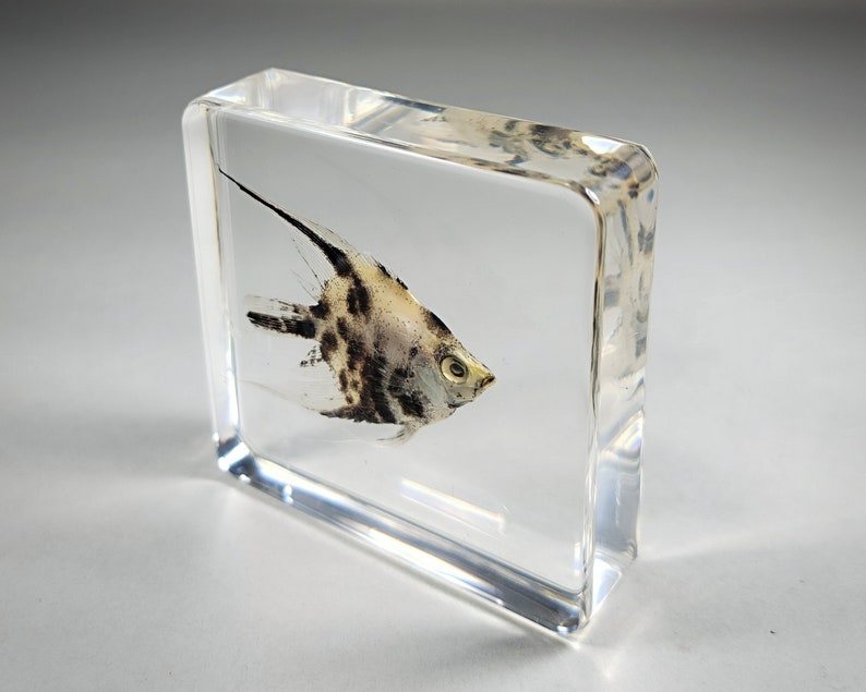 Real fish in resin, oddities, angelfish in resin, aquatic decor, Pterophyllum scalare image 3