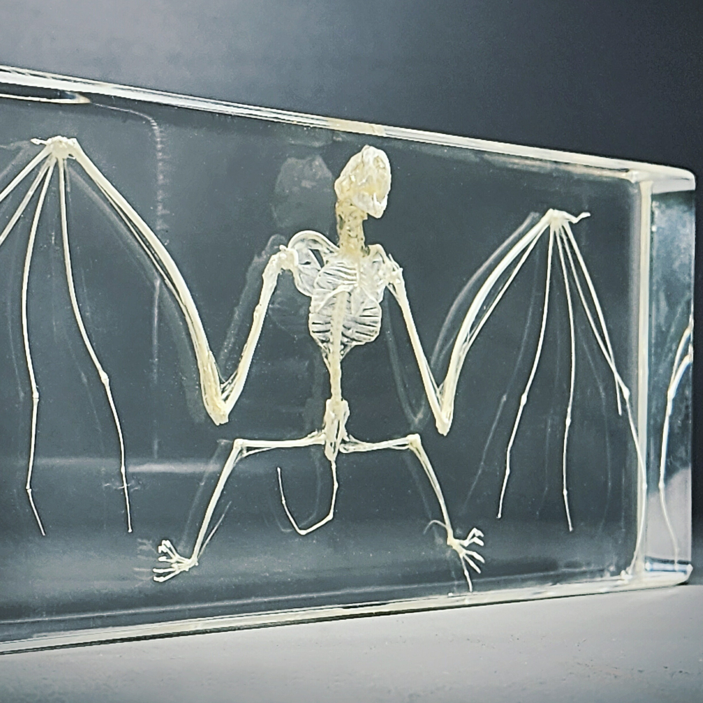 Large Bat Skeleton in Resin, Real Bat Skeleton in Lucite, Oddities  Curiosities - Etsy