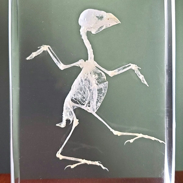 Bird Skeletons Etsy Bird Skeletons Etsy