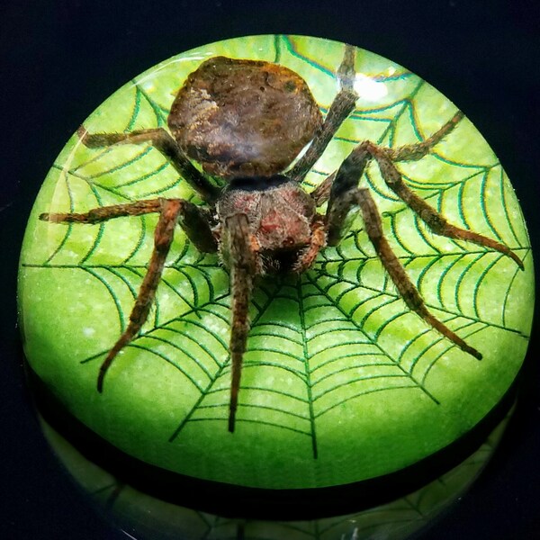 Real spider in resin, insects in resin, orb weaver spider with web, green