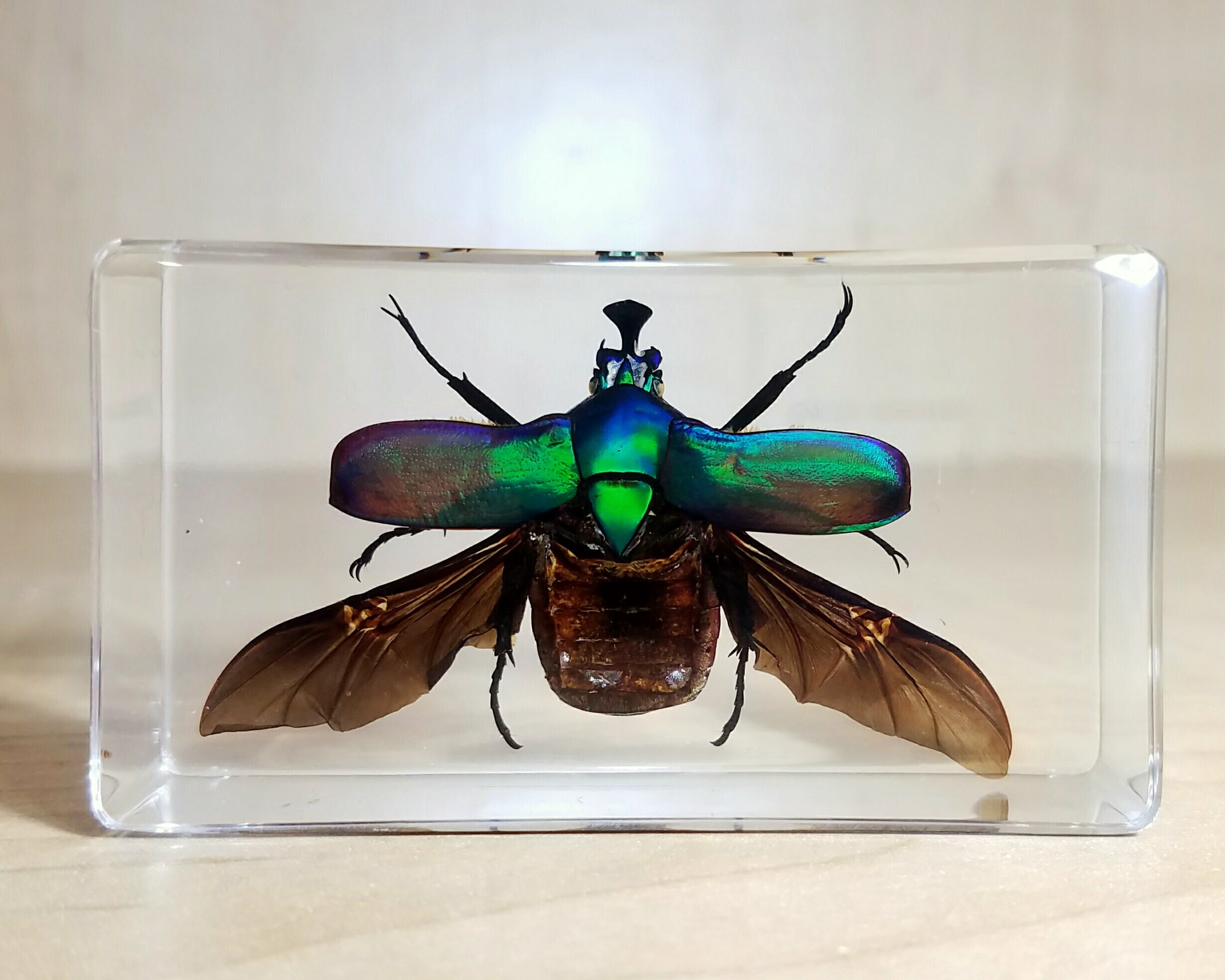 Small Rose Chafer Beetle ubicaciondepersonas.cdmx.gob.mx