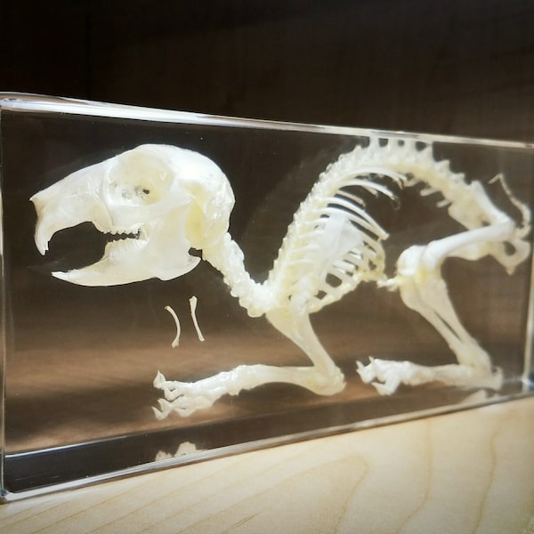 Rabbit skeleton in resin, real rabbit skeleton, oddities curiosities