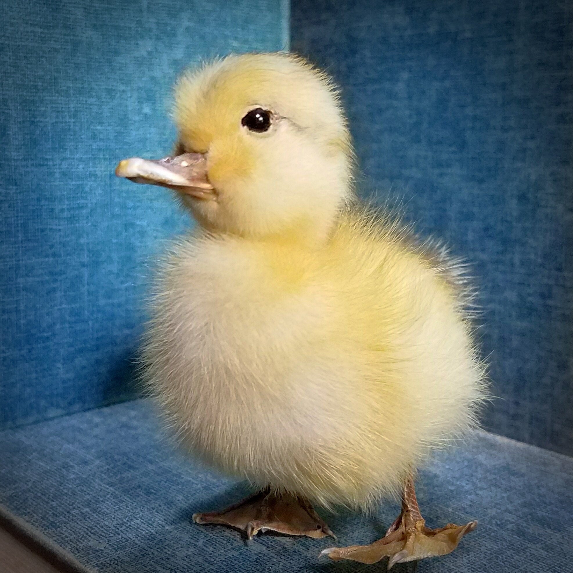Taxidermy Duckling Real Baby Duck Weird Taxidermy Oddities Etsy