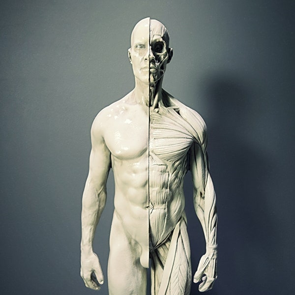 Anatomical male medical model with muscles, oddities decor