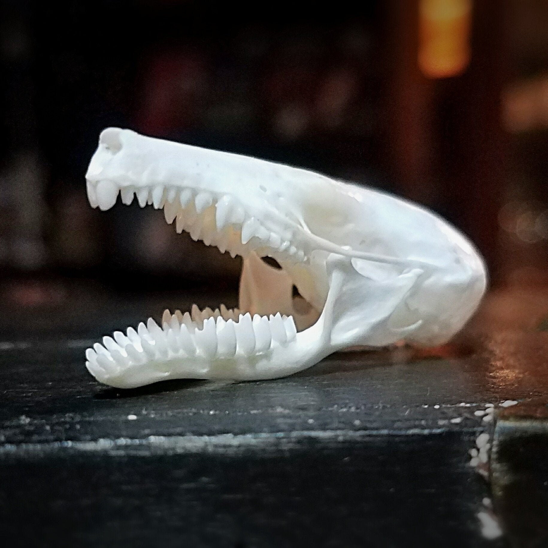 Townsends Mole Real Animal Skull Oddities Curiosities - Etsy Canada Townsends Mole Real Animal Skull Oddities Curiosities - Etsy Canada