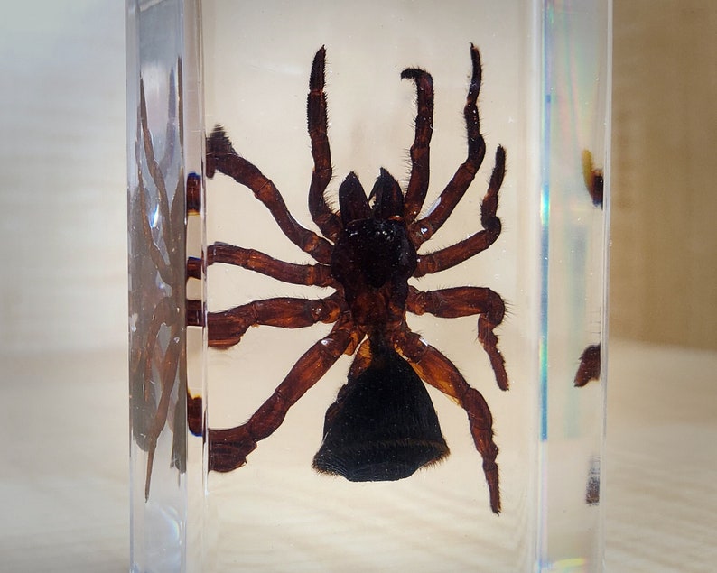 Large Spider in Resin Hourglass Spider Lucite Specimens Etsy