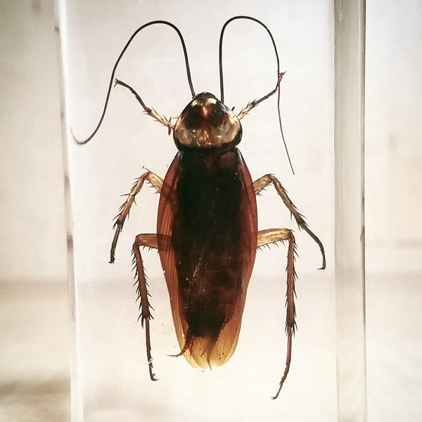 Real cockroach in resin, insects in resin, 0ddities curiosities, roach