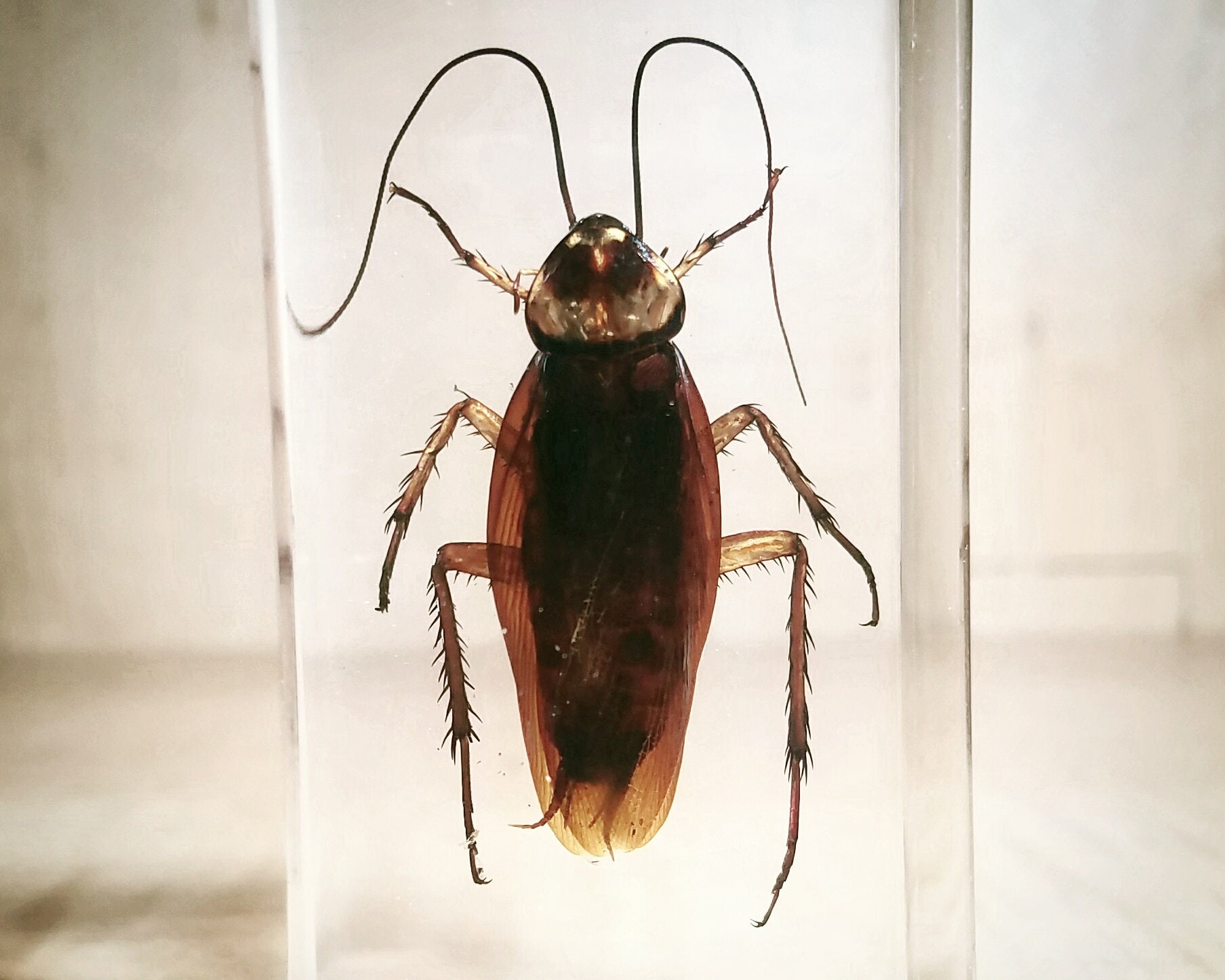 Real Cockroach in Resin, Insects in Resin, 0ddities Curiosities, Roach 